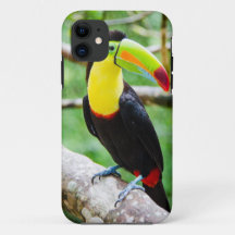 Toucan precioso