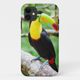 title_seo2 Toucan precioso
