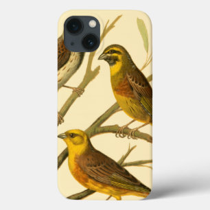 Funda Para iPhone 13 Tres pájaros domésticos colocados en una sucursal