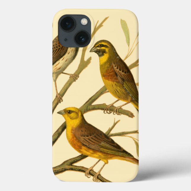 Funda De Case-Mate Para iPhone Tres pájaros domésticos encaramados en una sucursa (Reverso)