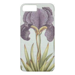 title_seo2 Tres variedades de iris imberbes de Rhizomatous
