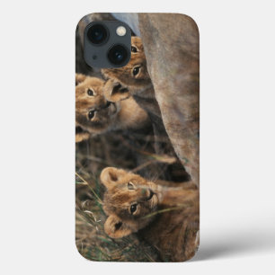 Funda Para iPhone 13 Trio of six week old Lion cubs sitting