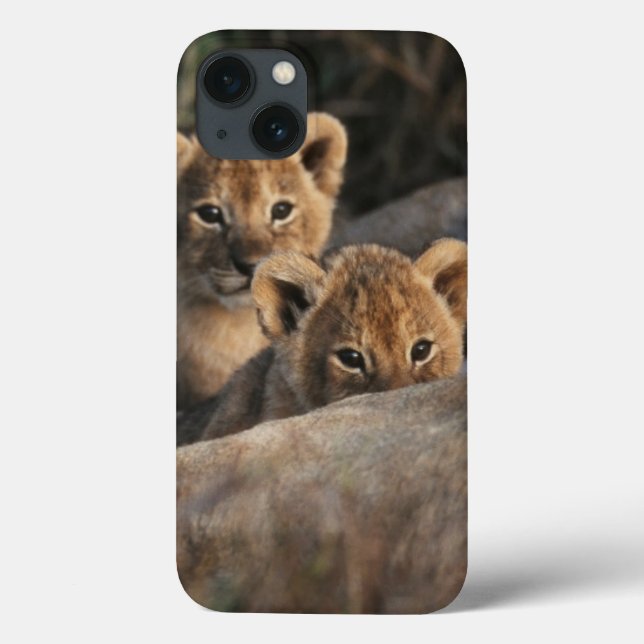 Funda De Case-Mate Para iPhone Trio of six week old Lion cubs sitting (Reverso)