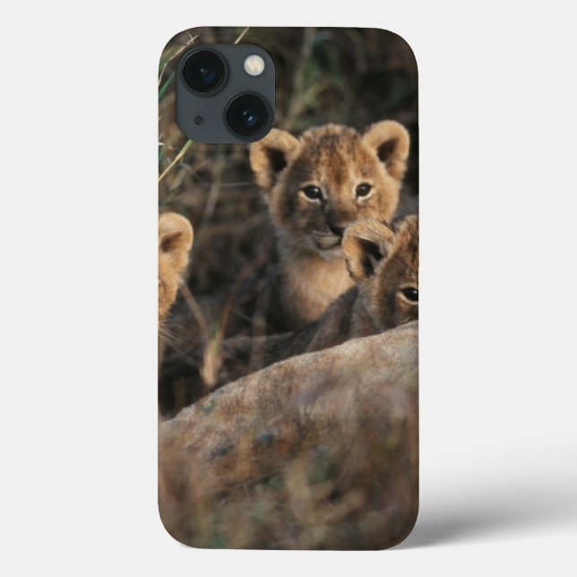 Funda De Case-Mate Para iPhone Trio of six week old Lion cubs sitting (Reverso)