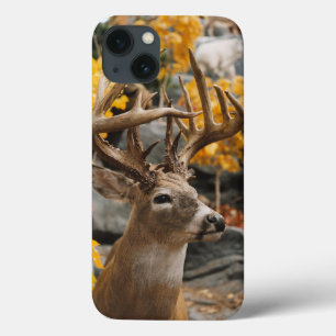 title_seo2 Trophy Deer