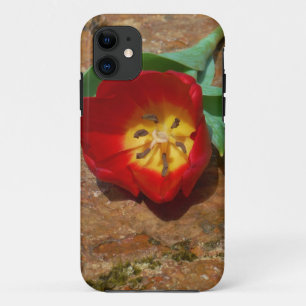 title_seo2 Tulip rojo primavera