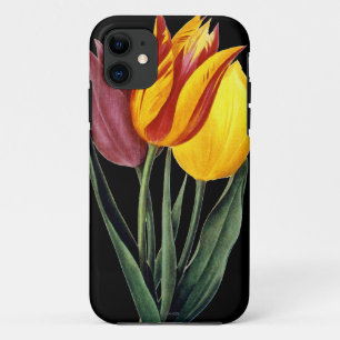 title_seo2 Tulipán (Tulipa Gesneriana)
