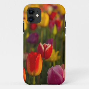 title_seo2 Tulips, Festival Tulip, Woodburn, Oregón, EE.UU. 2