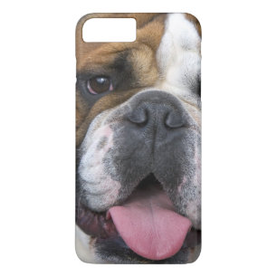 title_seo2 Un bulldog inglés en Bélgica