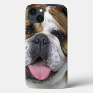 Funda Para iPhone 13 Un bulldog inglés en Bélgica