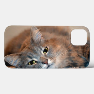 Funda Para iPhone 13 Un gato ruso azul y largamente haitiano por Shirle