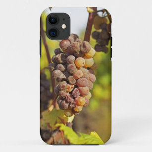 Funda Para iPhone 11 Un grupo de uvas Semillon moho en el Ch Raymond La