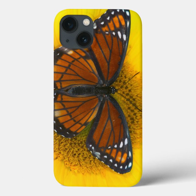 Funda De Case-Mate Para iPhone Un Limenitis Archippus de la mariposa el | del (Reverso)