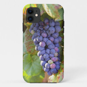 Funda Para iPhone 11 Un montón de uvas Pinot Noir en un Chambertin
