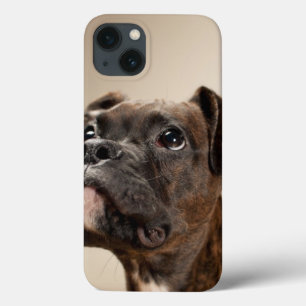 Funda Para iPhone 13 Un perrito Brindle del boxeador que mira para