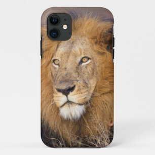 Funda Para iPhone 11 Un retrato de un León mirando a la distancia