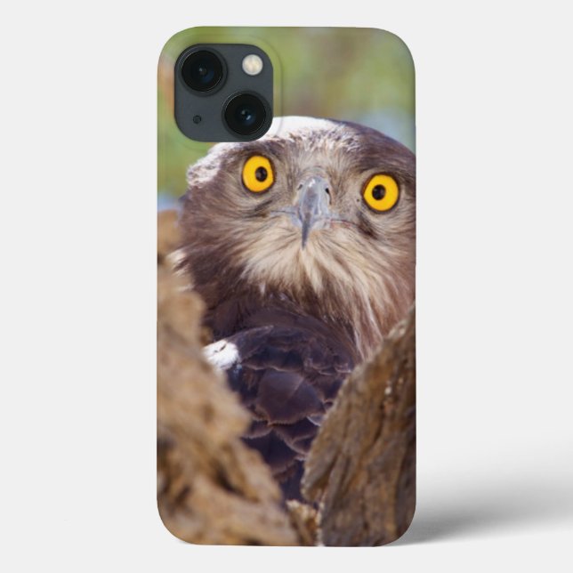 Funda De Case-Mate Para iPhone Una águila culebrera de pecho blanco (Reverso)