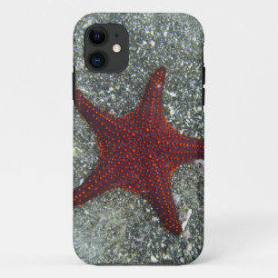 Funda Para iPhone 11 Una estrella de mar roja el   las Islas Galápagos,