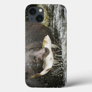 Funda Para iPhone 13 USA, Alaska, Anan Creek. Close-Up Of Black Bear