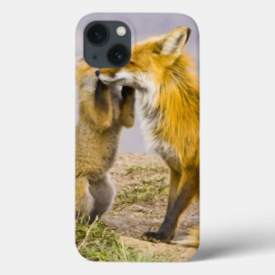 Funda Para iPhone 13 USA, Colorado, Breckenridge. Red fox mother 2