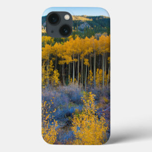title_seo2 USA, Colorado. Bright Yellow Aspens in Rockies