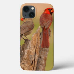 title_seo2 USA, Texas, Hidalgo County. Cardinal Pair