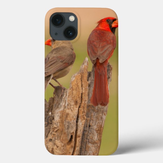 Funda De Case-Mate Para iPhone USA, Texas, Hidalgo County. Cardinal Pair (Reverso)