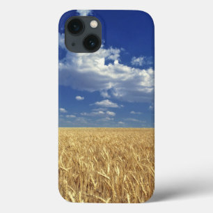 title_seo2 USA, Washington State, Colfax. Ripe wheat