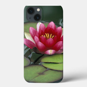 title_seo2 USA, Washington State, Seattle. Water lily and
