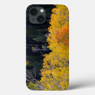 Funda Para iPhone 13 Utah. EE.UU. Árboles De Aspen En Otoño En El Sevie