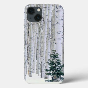 title_seo2 UTAH. EE.UU. Aspen (Populus tremuloides) y Douglas