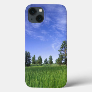 Funda Para iPhone 13 UTAH. EE. UU. Pinos ponderosa Pinus ponderosa) &