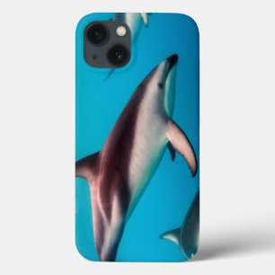 Funda Para iPhone 13 Vaina de delfínes oscuros apagado de Kaikoura
