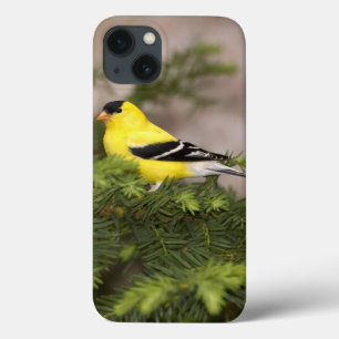 Funda Para iPhone 13 Varón americano del Goldfinch en un árbol