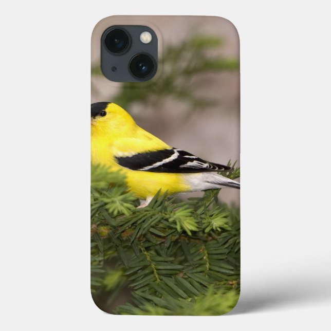Funda De Case-Mate Para iPhone Varón americano del Goldfinch en un árbol (Reverso)
