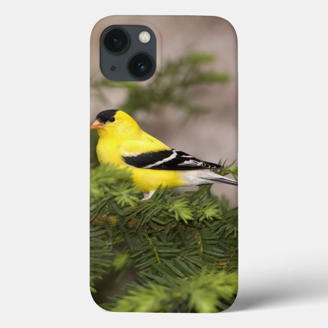 Funda De Case-Mate Para iPhone Varón americano del Goldfinch en un árbol (Reverso)