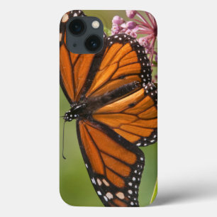 title_seo2 Varón de la mariposa de monarca en Milkweed de