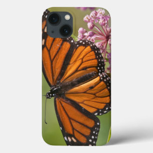 Funda Para iPhone 13 Varón de la mariposa de monarca en Milkweed de