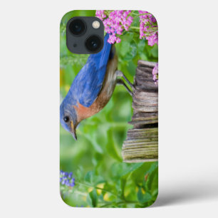 Funda Para iPhone 13 Varón del Bluebird en el poste de la cerca en