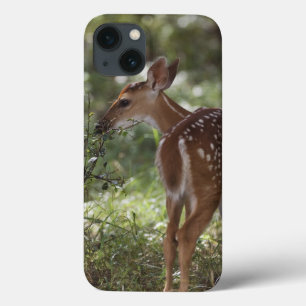 Funda Para iPhone 13 Venado de cola blanca, Odocoileus virginianus