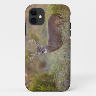 Funda Para iPhone 11 venado de cola blanca (Odocoileus virginianus) mac
