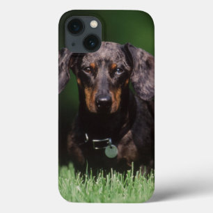 Funda Para iPhone 13 View of Dapple colored Dachshund