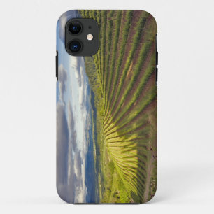 Funda Para iPhone 11 Viñedo. Napa Valley. Napa. Condado de Napa,