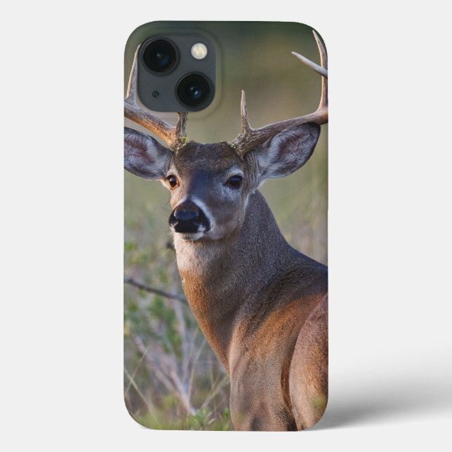 Funda De Case-Mate Para iPhone virginianus blanco-atado) del Odocoileus de los (Reverso)
