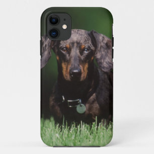 Funda Para iPhone 11 Vista de Dachshund de color moteado