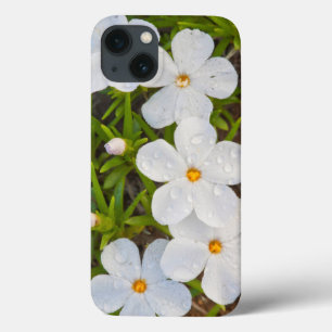 Funda Para iPhone 13 Wyoming, Sublette County, Close-up of Phlox