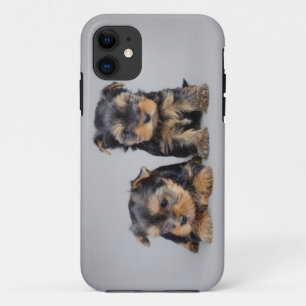 title_seo2 Yorkies
