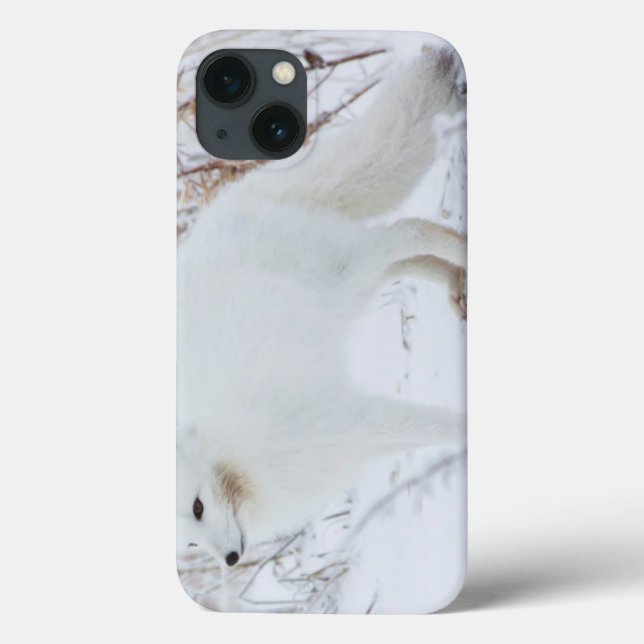 Funda De Case-Mate Para iPhone Zorro Ártico (Reverso)