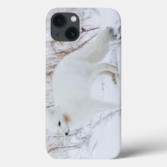 Funda De Case-Mate Para iPhone Zorro Ártico (Reverso)