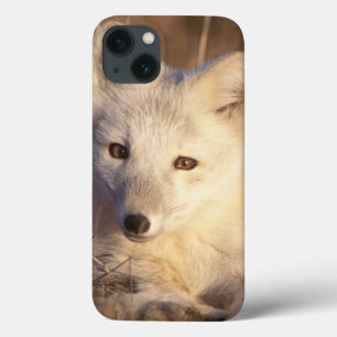 Funda Para iPhone 13 zorro ártico, Alopex lagopus